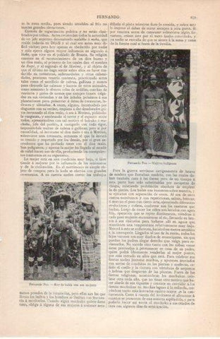 LAMINA V38679: Rey de bubis y mujeres indigenas de Fernando Poo