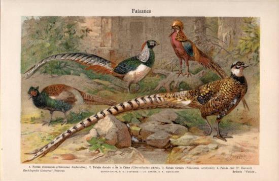 LAMINA V38625: Faisanes