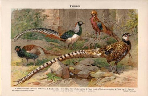LAMINA V38625: Faisanes