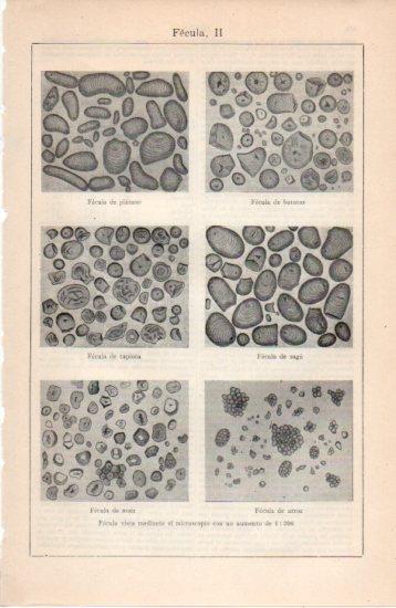 LAMINA V38657: Fecula vista mediante el microscopio II