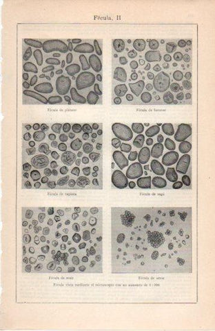 LAMINA V38657: Fecula vista mediante el microscopio II