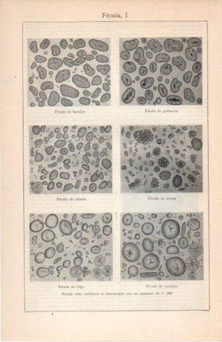 LAMINA V38656: Fecula vista mediante el microscopio I