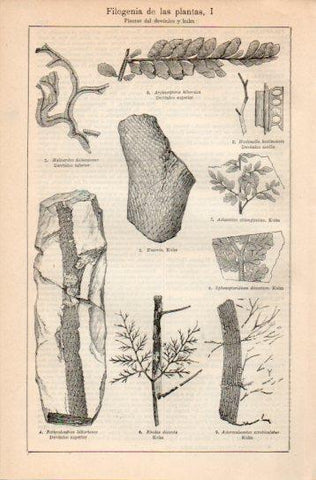 LAMINA V38733: Filogenia de las plantas I