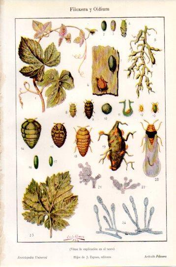 LAMINA V38730: Filoxera y Oidium