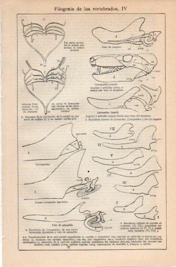 LAMINA V38729: Filogenia de los vertebrados IV
