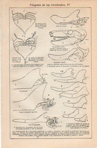 LAMINA V38729: Filogenia de los vertebrados IV