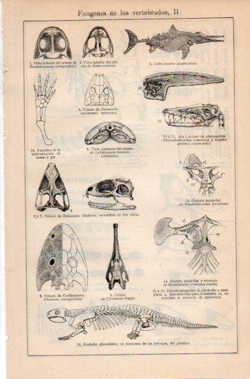 LAMINA V38728: Filogenia de los vertebrados II