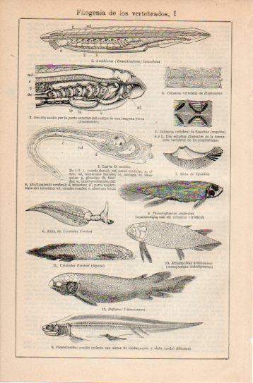 LAMINA V38727: Filogenia de los vertebrados I