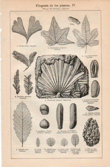 LAMINA V38726: Filogenia de las plantas IV