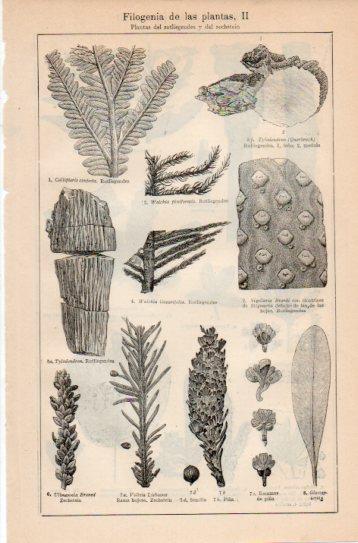 LAMINA V38725: Filogenia de las plantas II