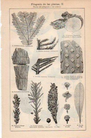 LAMINA V38725: Filogenia de las plantas II