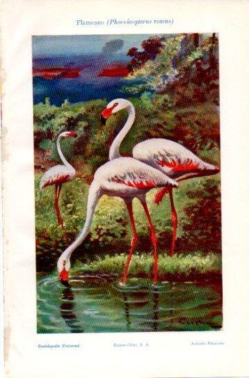 LAMINA V38752: Flamenco o Phoenicopterus roseus