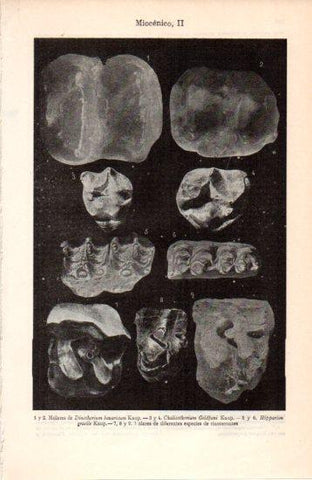 LAMINA V38473: Fosiles Miocenicos II