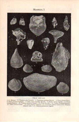 LAMINA V38472: Fosiles Miocenicos I