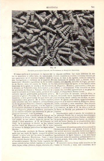 LAMINA V38456: Turritella protorotifera Lamark