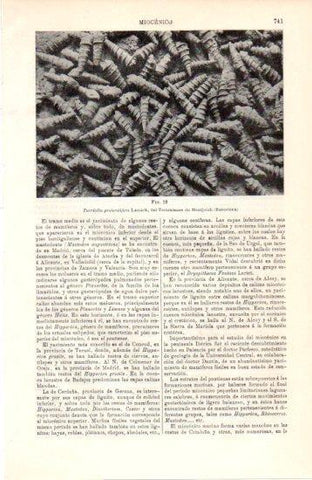 LAMINA V38456: Turritella protorotifera Lamark