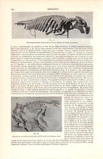 LAMINA V38455: Halitherium shinzi del miocenico inferior