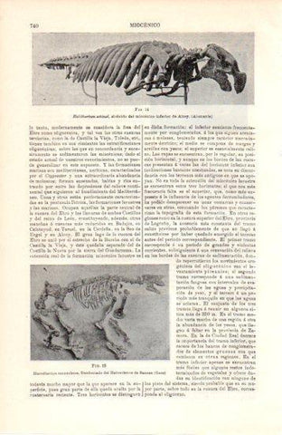 LAMINA V38455: Halitherium shinzi del miocenico inferior