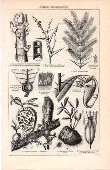 LAMINA V38538: Plantas mirmecofilas
