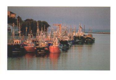 POSTAL PV09556: Barcas de pesca en San Vicente de la Barquera