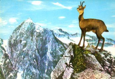 POSTAL PV09588: L'Isard des Pyrenees