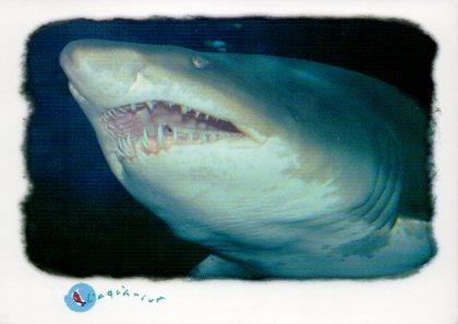 POSTAL PV09504: Tiburon Toro, L'aquarium de Barcelona