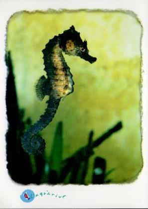 POSTAL PV09503: Caballito de mar, L'aquarium de Barcelona