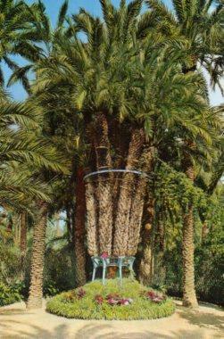 POSTAL PV09630: Palmeral Imperial de 8 brazos en Huerto del Cura, Elche