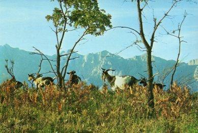 POSTAL PV09307: Macizo oriental de los Picos de Europa