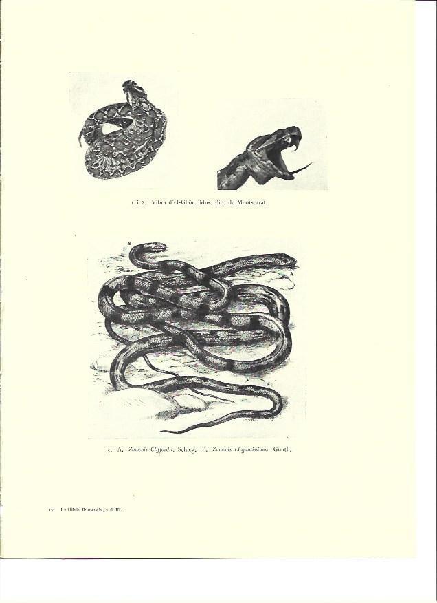 LAMINA 36369: Vibora de El-Ghor y A. Zamenis Cliffordii