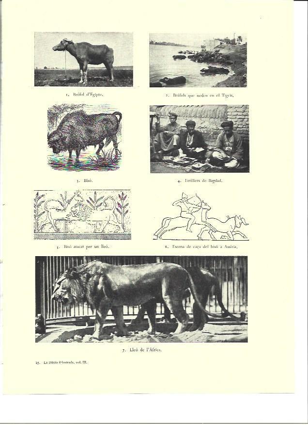 LAMINA 36400: Bison, leon y hechiceros de Bagdad