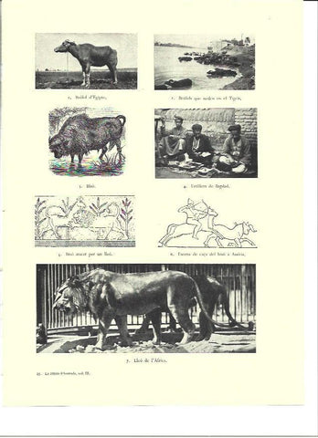 LAMINA 36400: Bison, leon y hechiceros de Bagdad