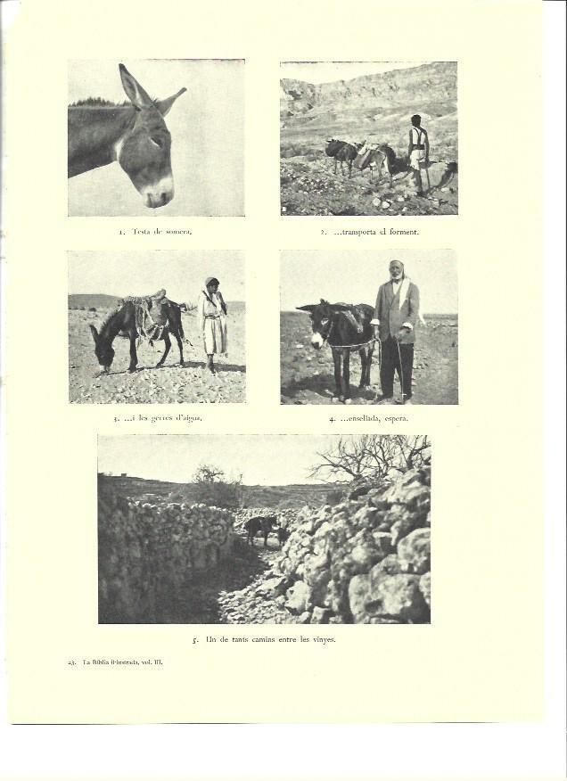 LAMINA 36392: Burros en tierras de Israel