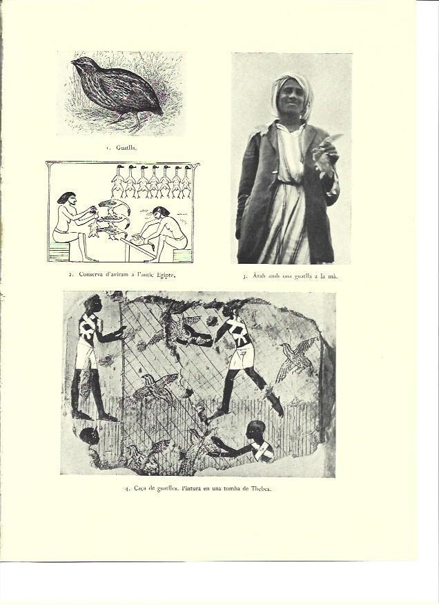 LAMINA 36320: Escenas de caza del antiguo Egipto
