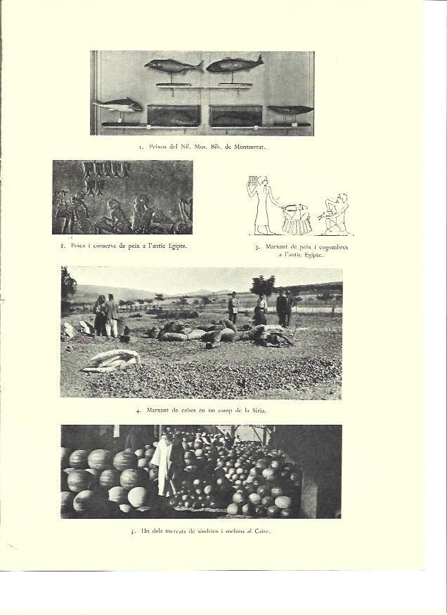 LAMINA 36319: Mercado de fruta en EL Cairo