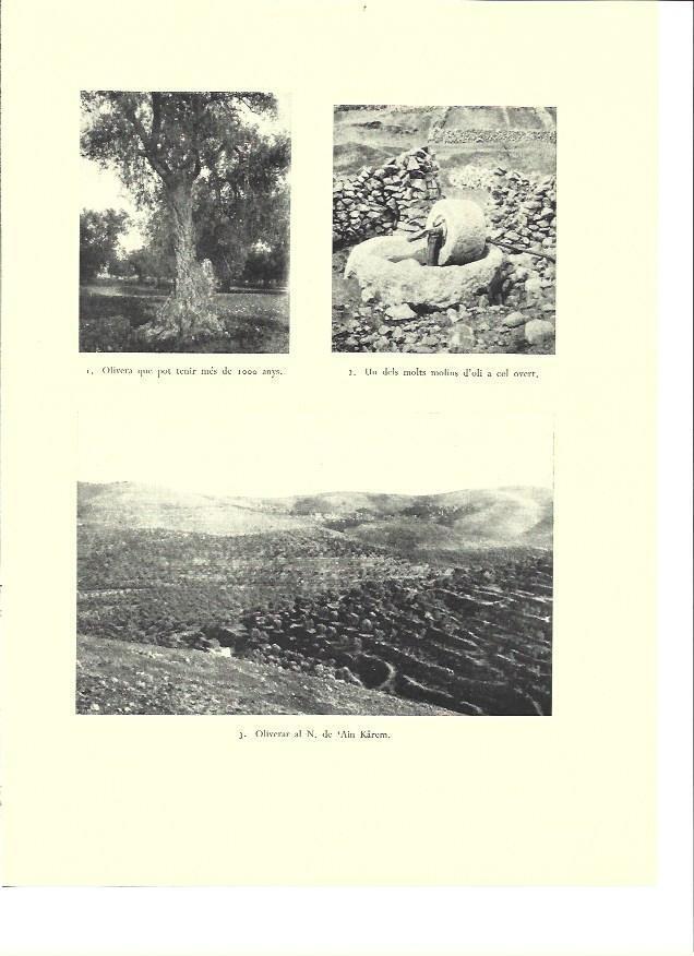 LAMINA 36434: Iliveras y molino de aceite en Palestina