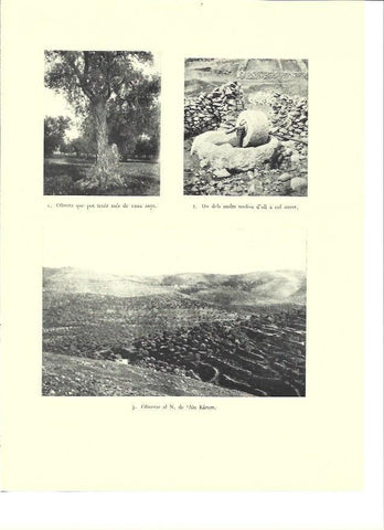 LAMINA 36434: Iliveras y molino de aceite en Palestina