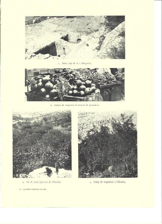 LAMINA 36433: Higueras y magrans en Jerusalen