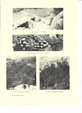 LAMINA 36433: Higueras y magrans en Jerusalen
