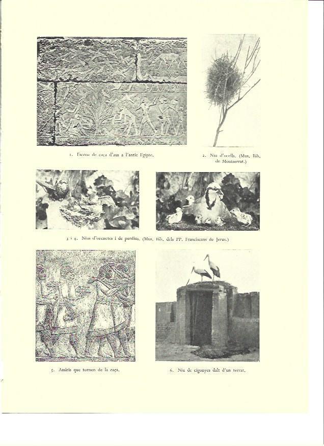 LAMINA 36448: Nido de cigüeñas y escenas de caza de Mesopotamia y Egipto