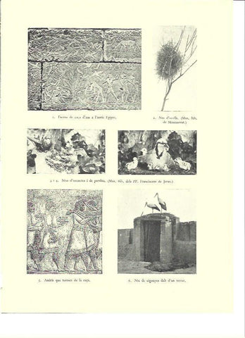 LAMINA 36448: Nido de cigüeñas y escenas de caza de Mesopotamia y Egipto