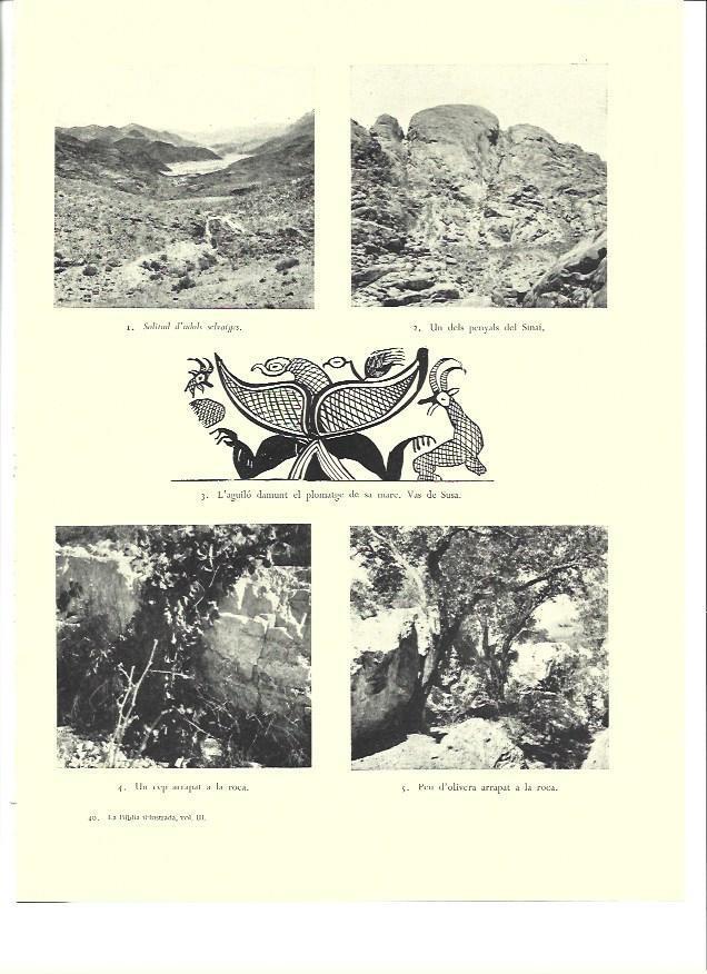 LAMINA 36457: Vistas de campos de Israel