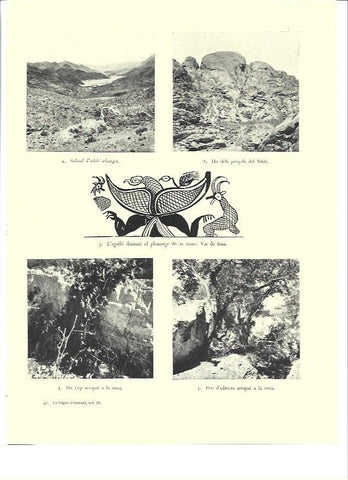 LAMINA 36457: Vistas de campos de Israel