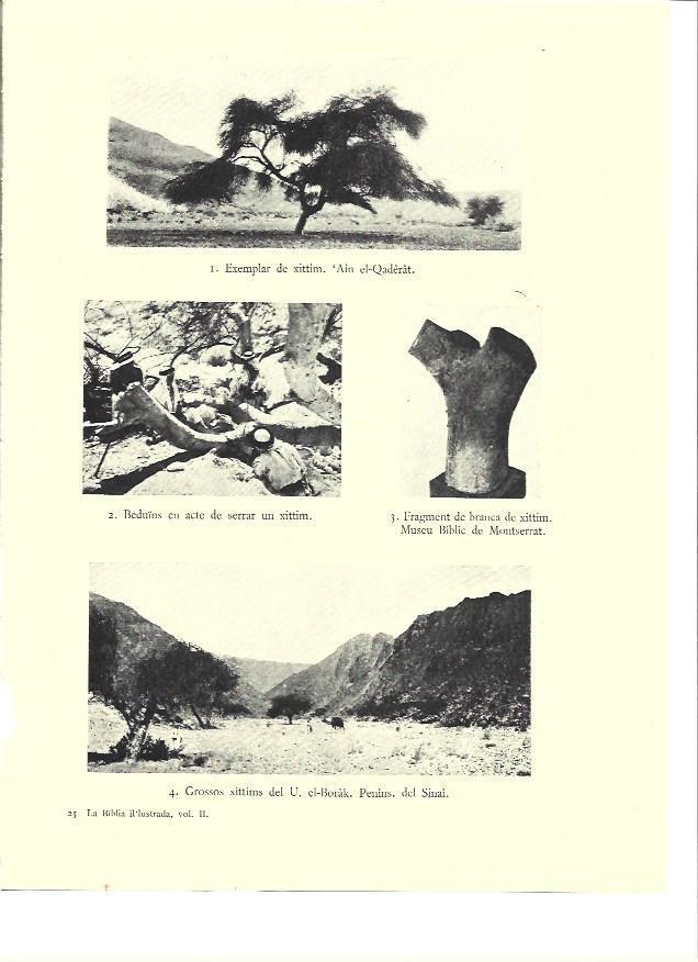 LAMINA 36092: Ramas de acacia del Sinai