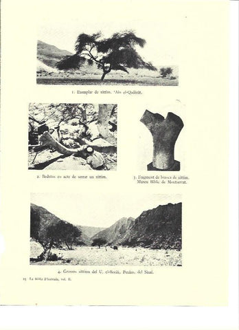 LAMINA 36092: Ramas de acacia del Sinai