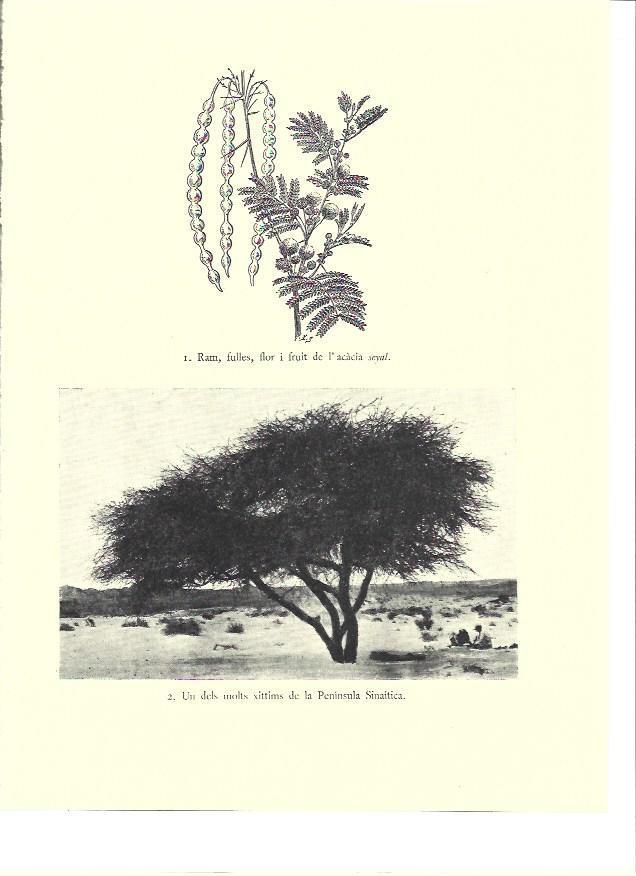 LAMINA 36091: Acacia en la Peninsula del Sinai