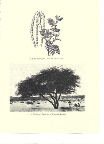 LAMINA 36091: Acacia en la Peninsula del Sinai