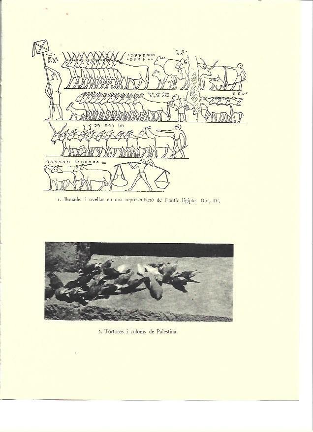 LAMINA 36128: Rebaños del Antiguo Egipto