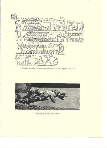 LAMINA 36128: Rebaños del Antiguo Egipto