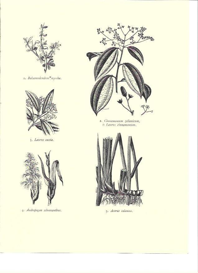 LAMINA 36115: Laurus cassia y laurus cinnamomum